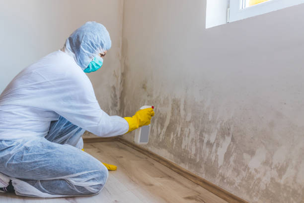 Licensed Commercial Mold Remediation service in Richland, GA - 24 Hour Mold Removal
