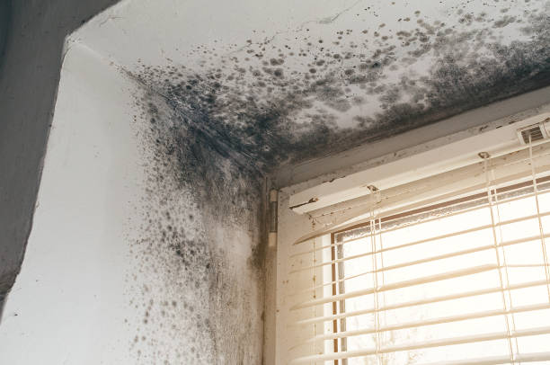 Affordable Commercial Mold Remediation solutions in Richland, GA